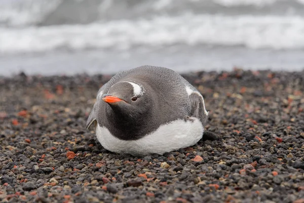 Gentoo Penguin Handpåläggning Beach — Stockfoto