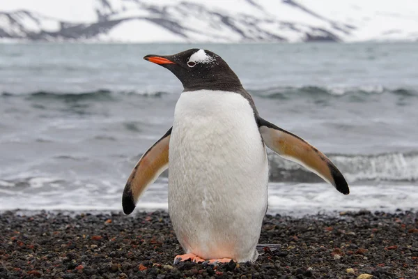 Pinguim Gentoo Praia — Fotografia de Stock