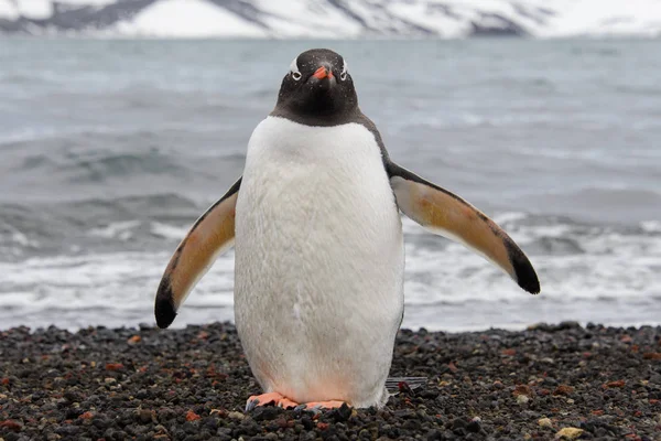 Tučňák Oslí Pláži — Stock fotografie
