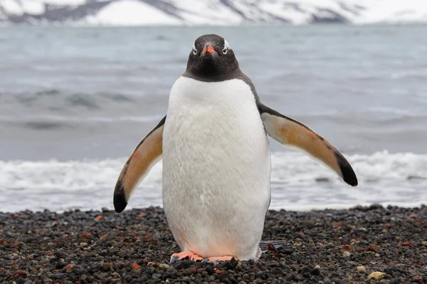 Gentoo Pingüino Playa —  Fotos de Stock