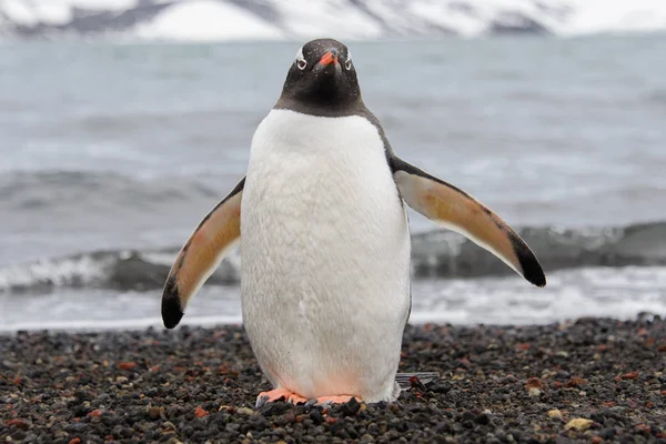 Pinguim Gentoo Praia — Fotografia de Stock