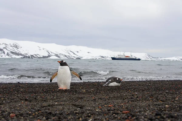 ビーチでの Gentoo ペンギン — ストック写真