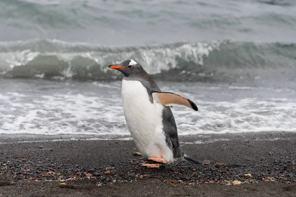 Пингвин Gentoo Естественной Среде Обитания — стоковое фото