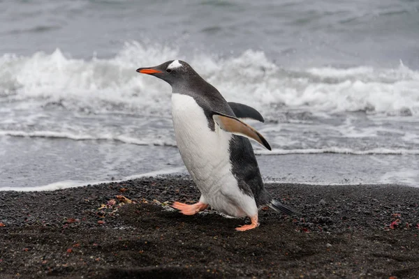 Gentoo Pinguin Natürlichen Lebensraum — Stockfoto