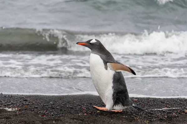 Gentoo Pingüino Hábitat Natural — Foto de Stock