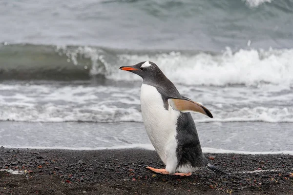 Pingouin Gentoo Habitat Naturel — Photo