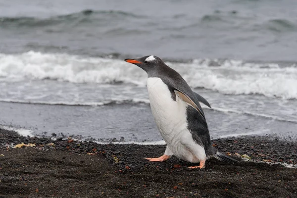 Penguin Gentoo Habitat Alam — Stok Foto