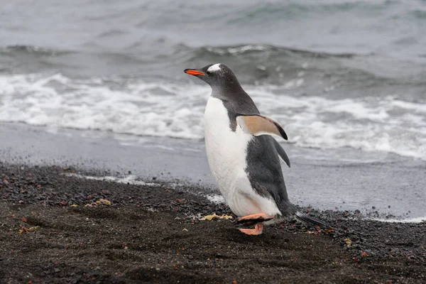 Gentoo Pinguin Natürlichen Lebensraum — Stockfoto