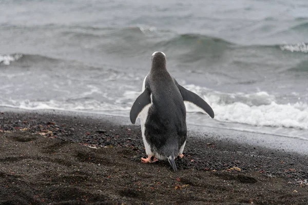 Pingouin Gentoo Habitat Naturel — Photo