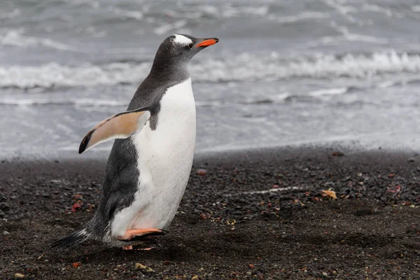 天野企鹅的自然栖息地 — 图库照片