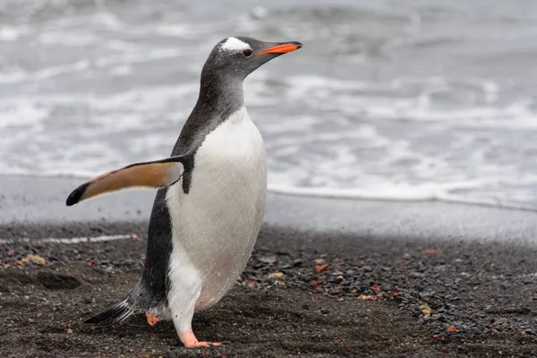 Pinguim Cavalheiro Habitat Natural — Fotografia de Stock