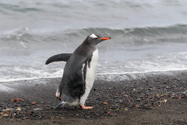 Pinguim Cavalheiro Habitat Natural — Fotografia de Stock