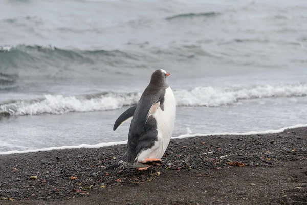 Pingouin Gentoo Habitat Naturel — Photo