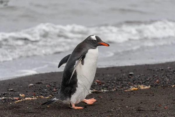 Pingouin Gentoo Habitat Naturel — Photo