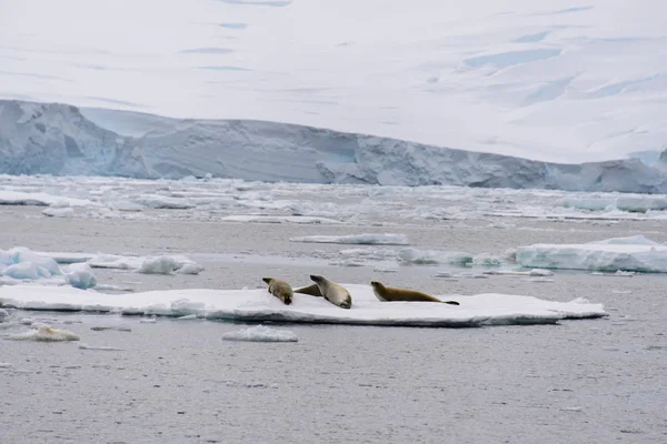 Paesaggio Antartico Con Ghiacciaio Montagne — Foto Stock