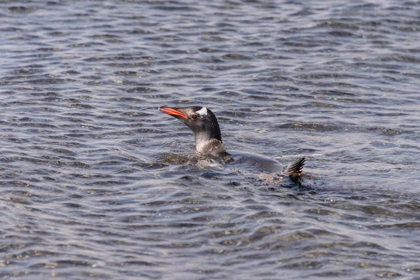 Pingüino Gentoo Nadando Mar — Foto de Stock