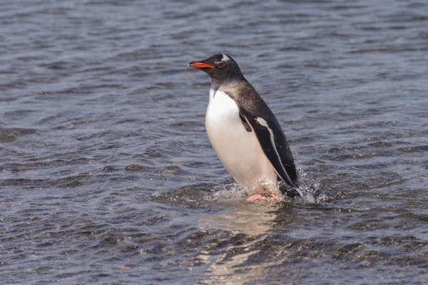 Пингвины Gentoo Пляже — стоковое фото