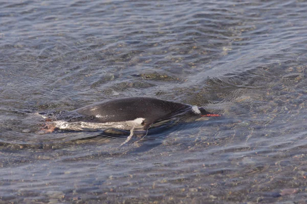 Gentoo Pinguin Schwimmt Meer — Stockfoto