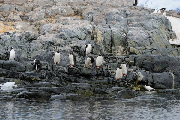 Colonia Pingüinos Gentoo —  Fotos de Stock