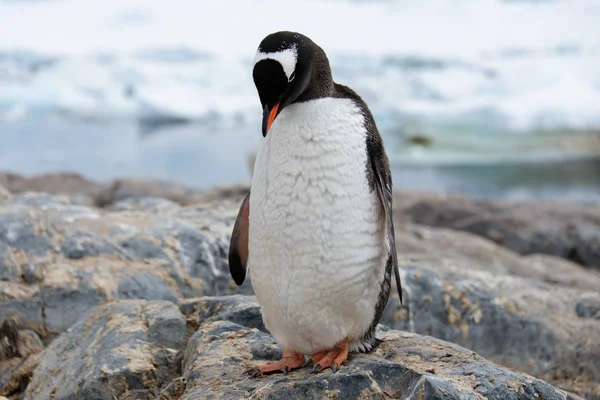 Gentoo Penguin Scratching Nature — Stock Photo, Image