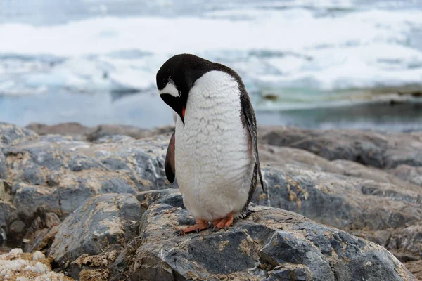 Gentoo Pinguim Coçando Natureza — Fotografia de Stock