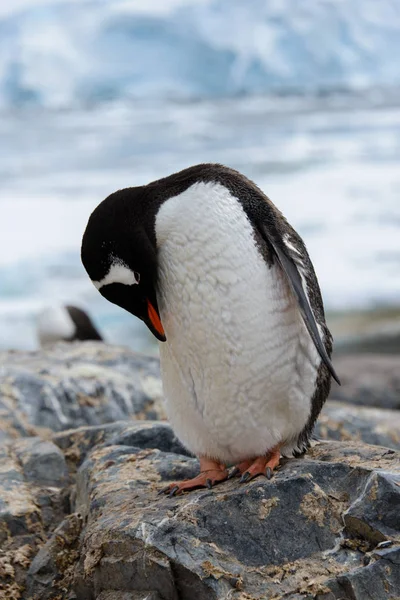 Gentoo Penguin Scratching Nature — Stock Photo, Image