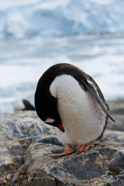 Gentoo Pingouin Grattant Nature — Photo