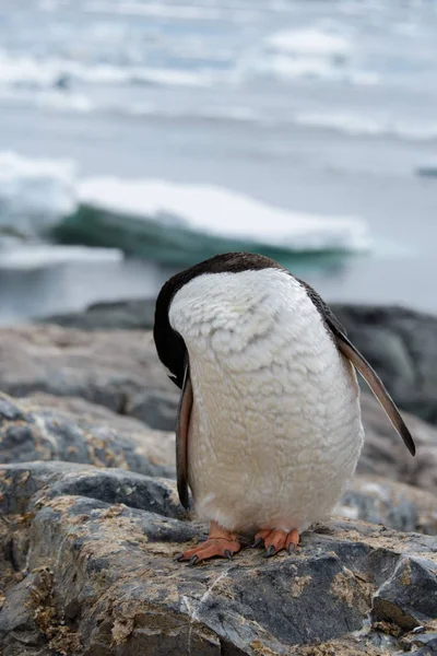 Gentoo Penguin Scratching Nature — Stock Photo, Image