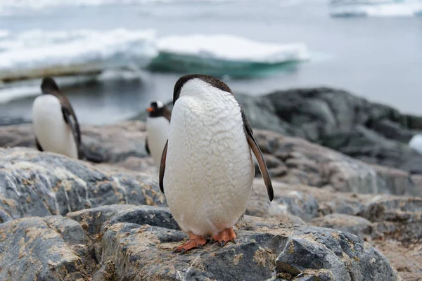 Gentoo Пінгвін Подряпини Природі — стокове фото