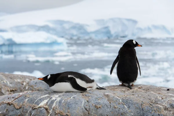 Dos Pingüinos Gentiles Naturaleza — Foto de Stock