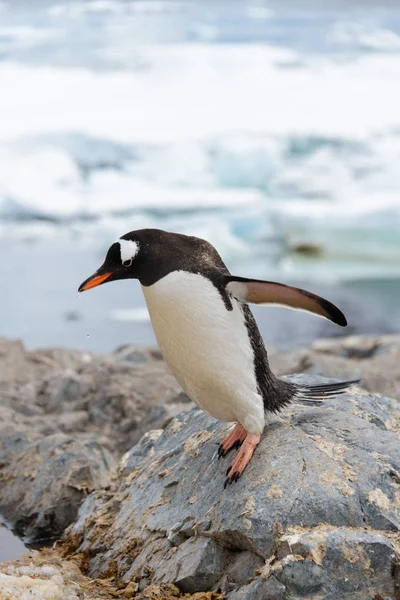 Pinguim Cavalheiro Habitat Natural — Fotografia de Stock