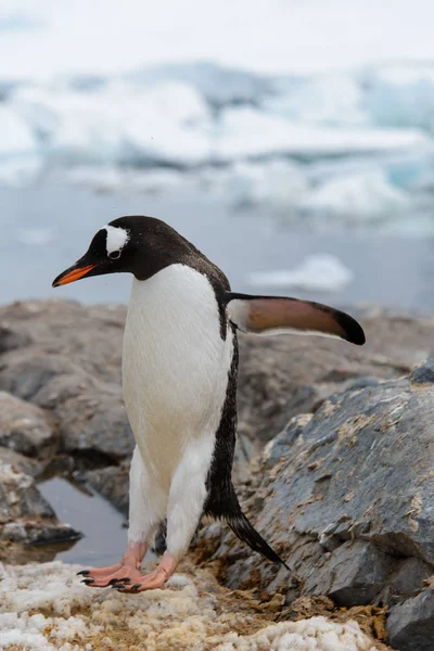 Gentoo Pinguino Che Vola Alla Natura — Foto Stock