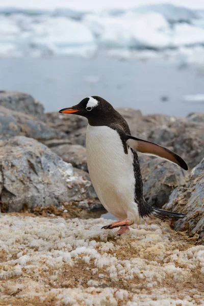 Pinguim Cavalheiro Habitat Natural — Fotografia de Stock