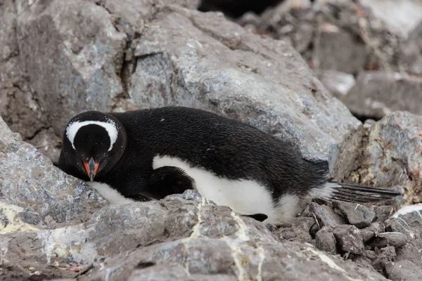 Gentoo Penguin Laying Stone — Stock Photo, Image