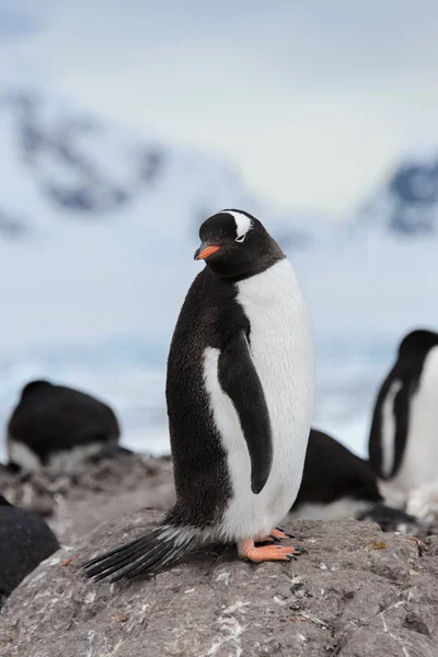 石の上ジェンツー ペンギン — ストック写真