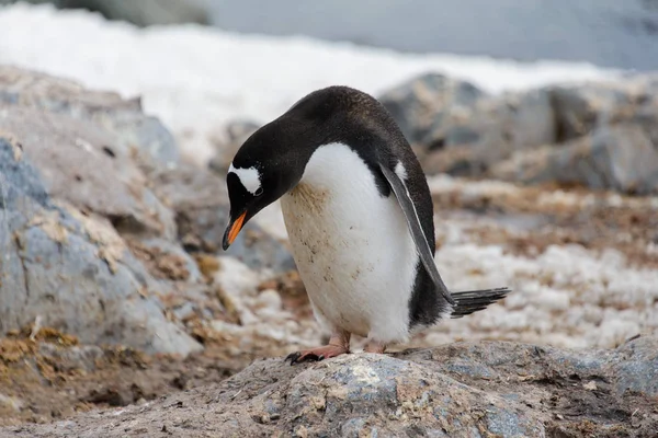 Pingouin Gentoo Habitat Naturel — Photo