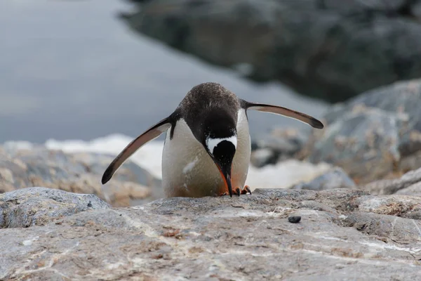 Pinguim Cavalheiro Habitat Natural — Fotografia de Stock