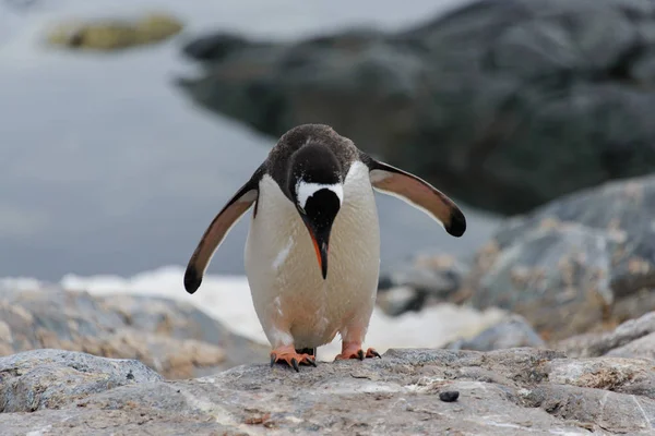 Pinguino Gentoo Nell Habitat Naturale — Foto Stock