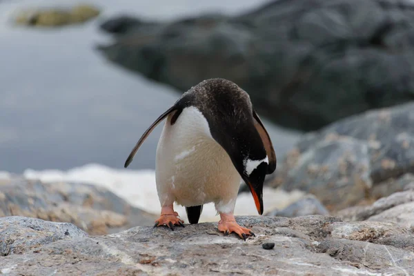 Gentoo Penguin Nature Habitat — Stock Photo, Image