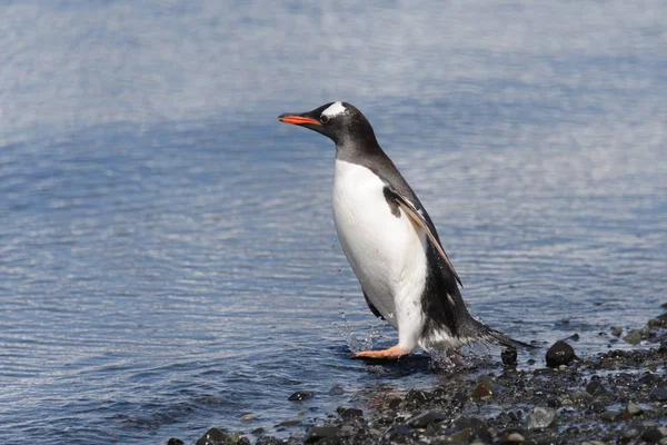 Pingüinos Gentoo Playa —  Fotos de Stock