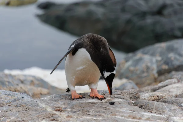 Pingüino Gentoo Con Piedra Pico —  Fotos de Stock