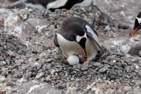 Gentoo Πιγκουίνος Αυγό Στη Φωλιά — Φωτογραφία Αρχείου