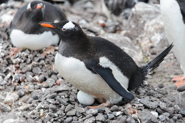 Pingouin Gentoo Avec Oeuf Nid — Photo