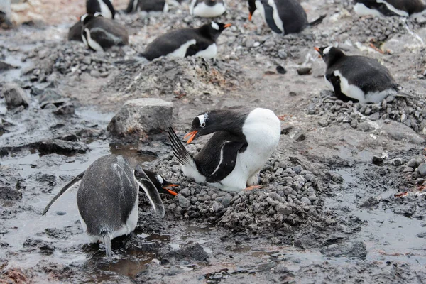 Gentoo Pingouin Dans Nid Agressif Bec Ouvert — Photo