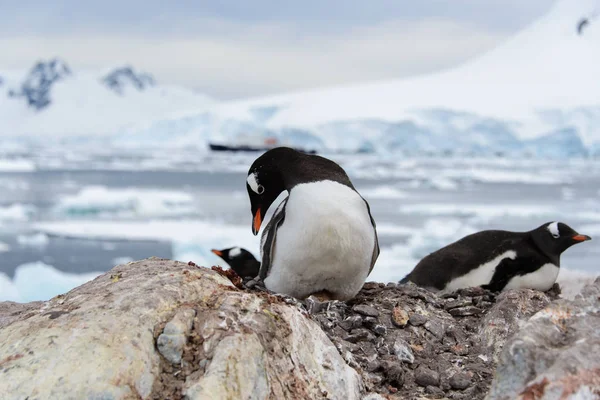 Gentoo Пінгвін Яйцем Гніздо — стокове фото
