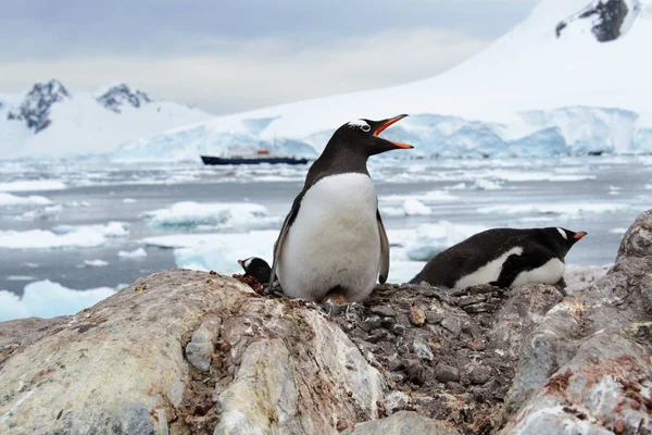 Gentoo Pengueni Yuvadaki Yumurta — Stok fotoğraf