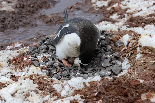 Gentoo Penguin Med Ägg Boet — Stockfoto