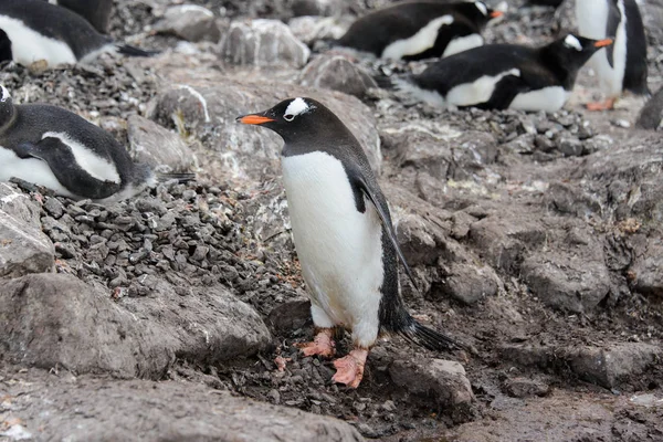 Πιγκουίνος Gentoo Πηγαίνει Στη Λάσπη — Φωτογραφία Αρχείου