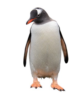 Gentoo penguenleri taş
