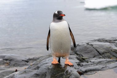 Gentoo penguenleri taş